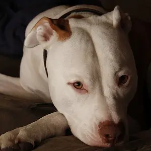 Curly the dog