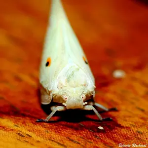 Insect