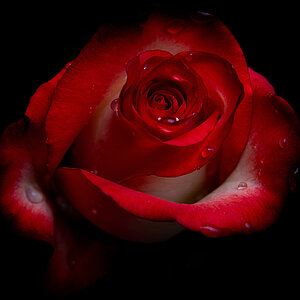 The Beautiful Rose