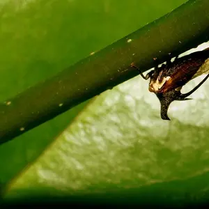 Iinsect in macro