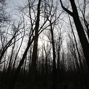 The woods