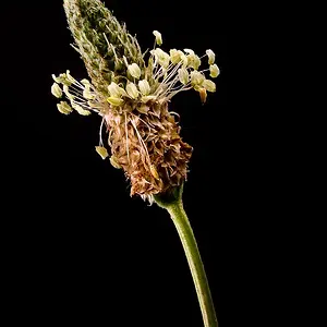 Buckhorn_plantain