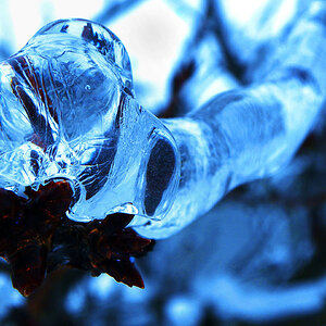 Icy_Branch