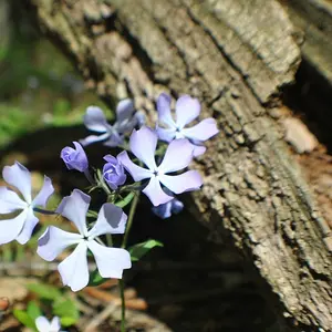 Delicate and Rugged