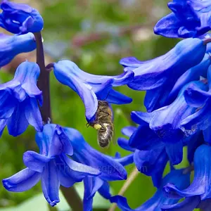Hyacinth Blue