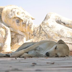 Reclining Dog, Reclining Buddha