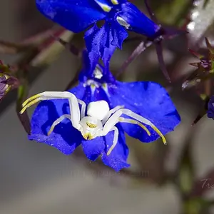 Spider White