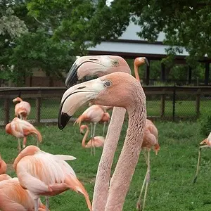 flamingos okc zoo