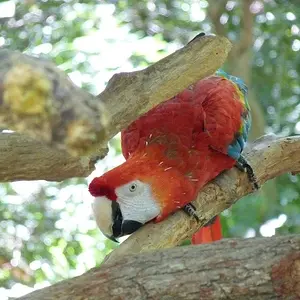 peek a boo