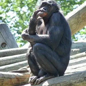 one sexy monkey lol