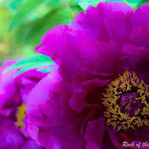 flowers5