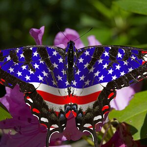 An American Butterfly