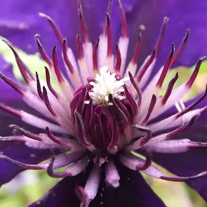 Some of my close up shots of flowers