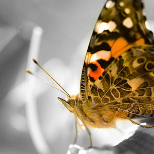 Color butterfly on b&w