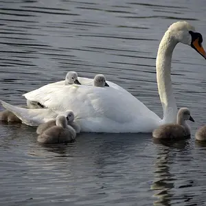 ride a white swan