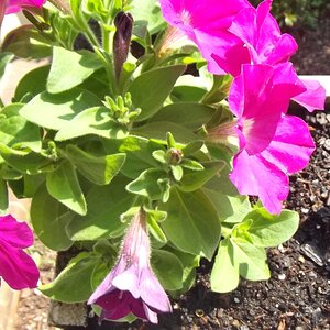 day 2 petunias