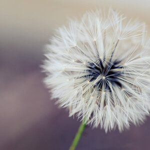 dandelion4