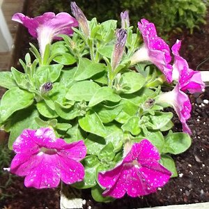 rainonpetunia