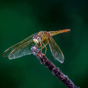 Dragonfly HDR
