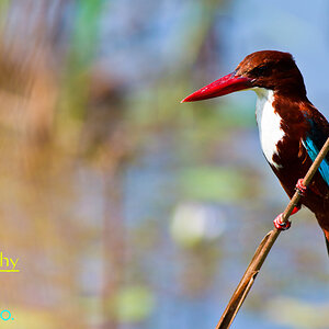 The White-throated Kingfisher (Halcyon smyrnensis)