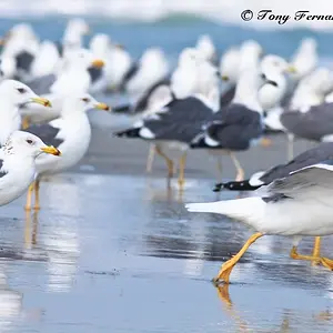 Heuglin's Gull or Siberian Gull, Larus heuglini at  Talaimannar