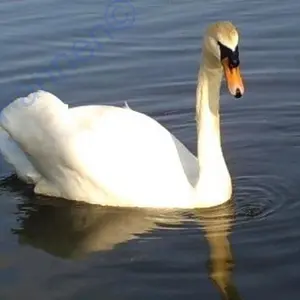 Swan