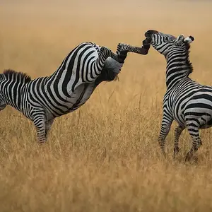 Must be married...