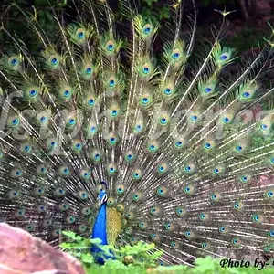 Dancing Peacock