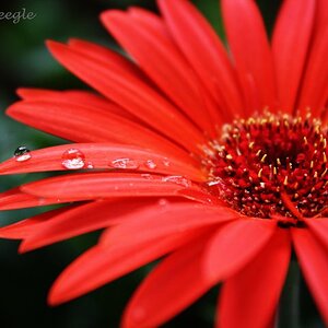 Red Daisy