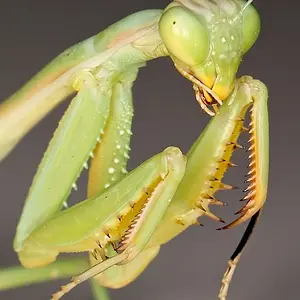 Praying Mantis
