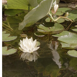 Water Lily