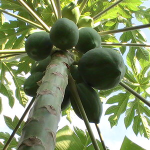 tropical Papaya.