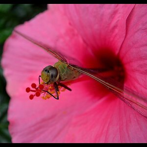 Dragonfly