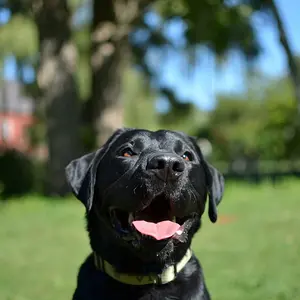 Dog days at the museum 2012