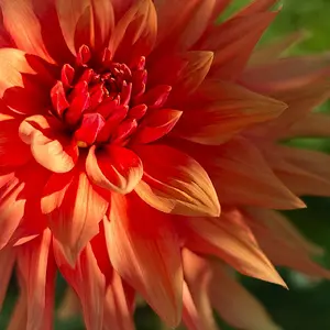 Dahlia