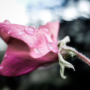 Water Drops on a Flower