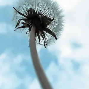 Dandelion
