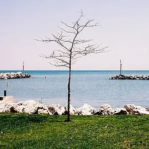 tree by the lake
