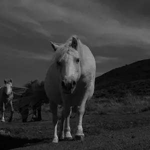 Wild ponies