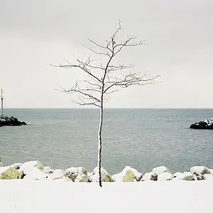 tree by the lake