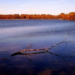 branch in lake