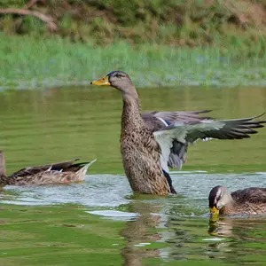 DSC0113_lower_iso_