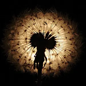 Dandelion