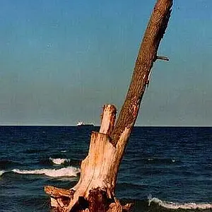 tree by the lake