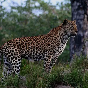 Leopard known as Kwela lived in the Sabie Sands