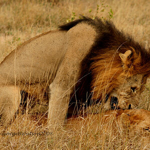 Lions mating