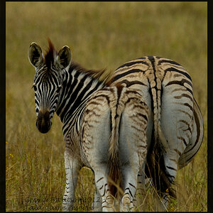 Zebra and calf