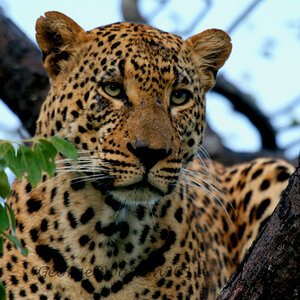 Male leopard