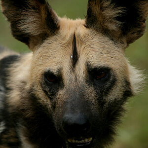 Wild Dog