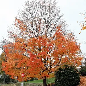 Tree half naked #2